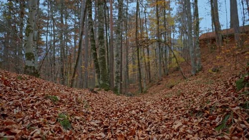 Autumn Forest Gimbal Walk