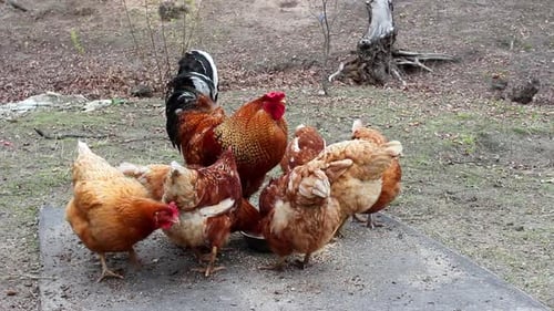 Several red and white domestic chickens and roosters eating grains on free range on a small eco farm