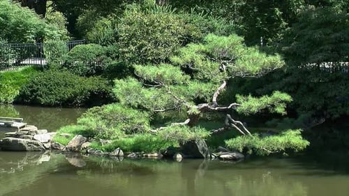 A pine tree pruned in the niwaki style grows on a small island in a Japanese garden.