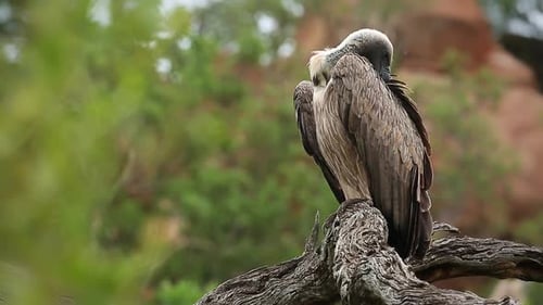 White backed Vulture in Greater Kruger National park, South Africa