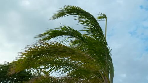 Palm Tree Blowing in the Wind on Island
