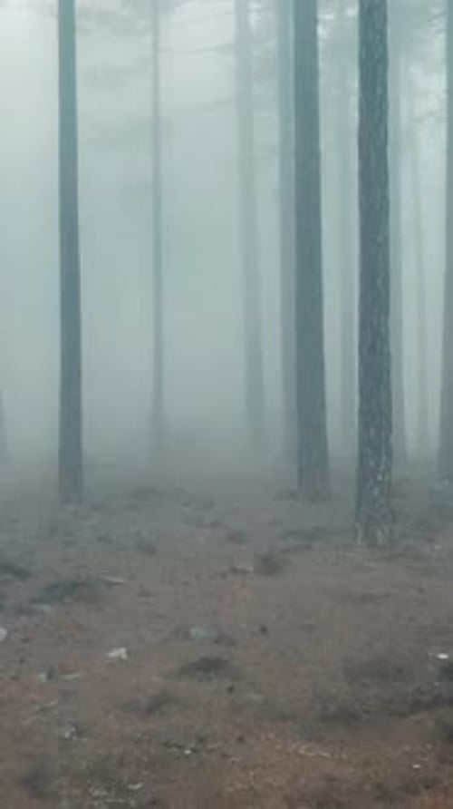 Vertical Video Misty Forest Flight Between Trees in the Foggy Forest