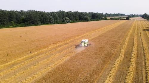 agriculture, combine harvester harvests grain on a field