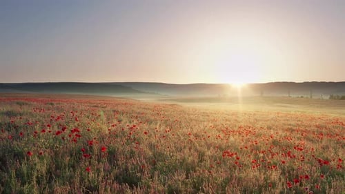 Spring poppies flowers in meadow.