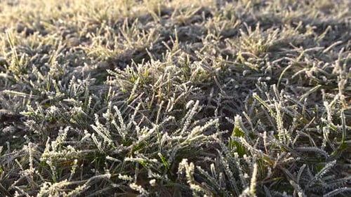 Smooth glide over morning hoar or frozen dew on sunny morning winter grass. Ice crystals shine.
