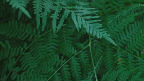 Dark Green Ferns Wallpaper Wild Forest Tropical Leaves Full Frame Plant Texture Perfect Natural