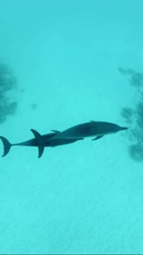 Close-up of two spinner dolphin floating in ocean over seabed
