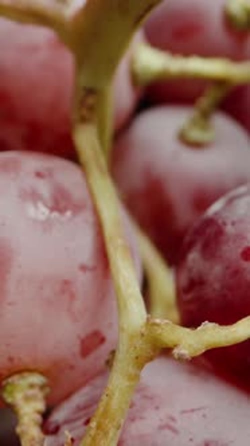 Vertical video. Inside, Clusters of Red Grapes, Against a Black Background. Dolly slider macro.