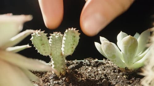 I touch the prickly mini cactus and pull my hand away, super close-up.