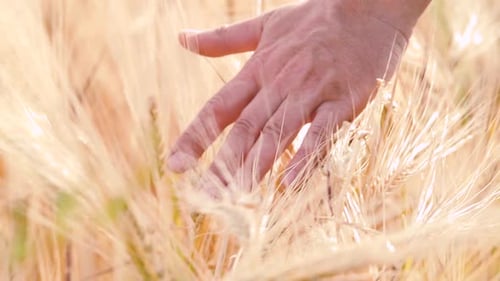 Man's Hand Touches Gold Barley Ears in Summer Field. Romantic Concept of Dreaming and Love