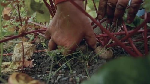 Mains d'un fermier arrachant un navet du sol dans un potager