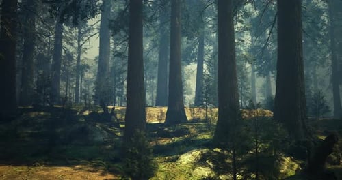 Light Filters Through Tall Trees in a Serene Forest Setting During Late Morning
