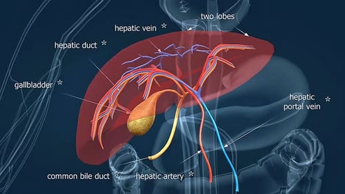 Human Liver and Gallbladder Anatomy with Vessels and Ducts