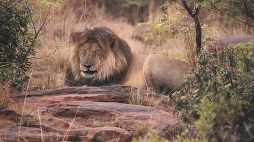 Nahaufnahme eines Löwen, der auf Felsen in afrikanischen Savannenbüschen schläft.