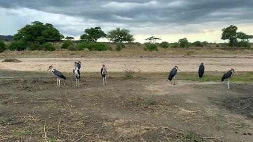 Marabou storks (Leptoptilos crumenifer) on the bank of a dry river in the savannah on cloudy weather