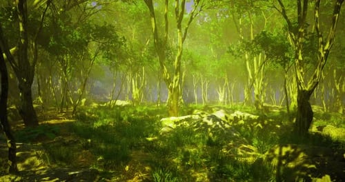 Lush Forest in Golden Sunlight Reveals Enchanting Beauty and Peace