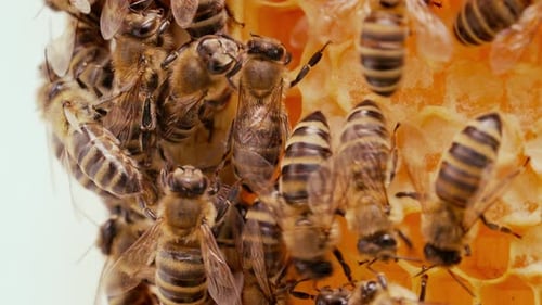Bienen schwärmen in Waben, Super-Makro-Aufnahmen, Insekten bei der Arbeit mit Bienenstockhonig