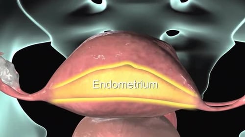 3D Human Uterus and Endometrium Medical Highlight