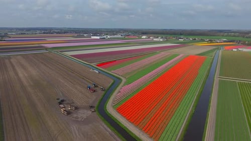 Agricultural harvesting flowers next to colorful tulip fields in Lisse, Netherlands