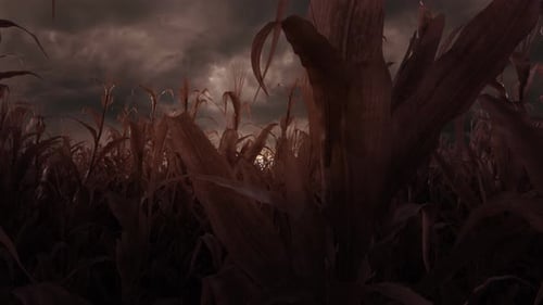 Cinematic Flight Through Dark Cornfield Revealing Bright Horizon