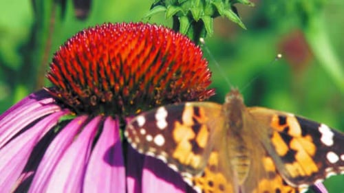 Extreme close up macro shot of orange Small tortoiseshell butterfly sitting on purple cone flower an