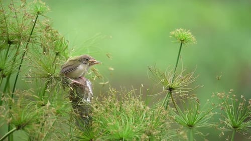 Video about Common Tailor bird, Indonesia