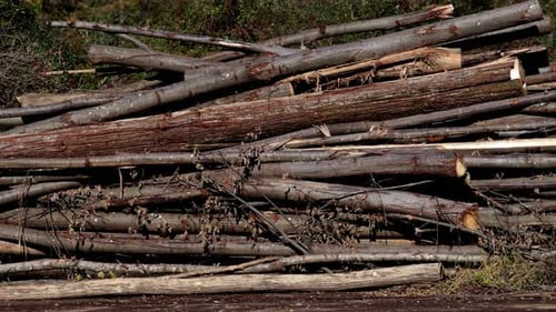 pile of felled trees 5