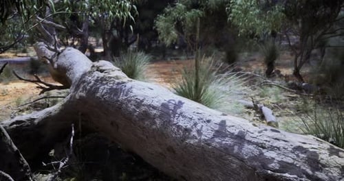 Fallen Tree Surrounded By Native Vegetation in an Australian Forest