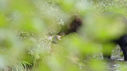 Brown Bear Eating Fish in Natural Habitat