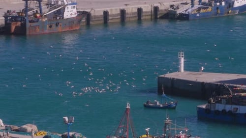 Seagulls on the port of Tanger, Morocco