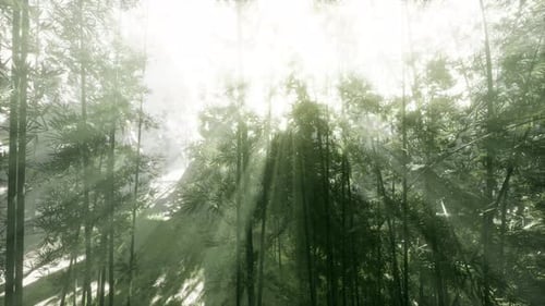 The Sun Filtering Through a Bamboo Forest