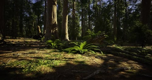 Sunlight Filtering Through Dense Trees in a Tranquil Forest Setting