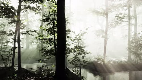 Rays of Sunlight Falling Into a Misty Forest