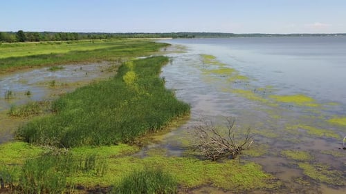 Aerial View of Vibrant Wetlands on a Sunny Day