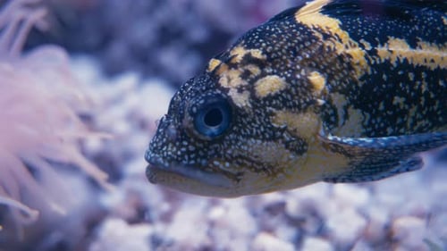 Close up of a yellowstripe rockfish floating underwater near the anemones