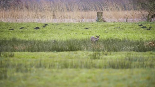 Rehe weiden im langen Feuchtgebiet am windigen Flussufer.