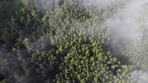 Dunst, Nebelwolken von oben, Luftbild über dem saisonalen Herbstwald, schwaches Morgensonnenlicht
