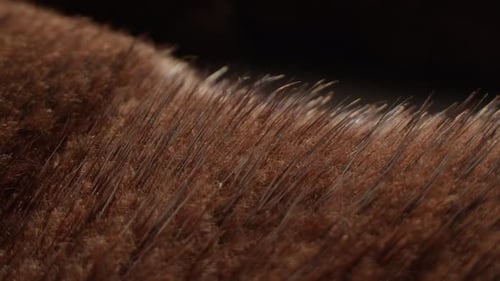 Close-Up of Fur Texture Detail in Natural Light