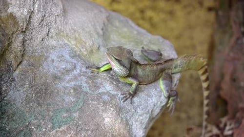 A male Chinese Water Dragon or Physignathus cocincinus, on a rock, moving his head up and down at En