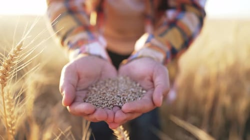 Closeup Golden Harvest in Hands of Farmer Holding Handful Wheat Grains of Against Wheat Field