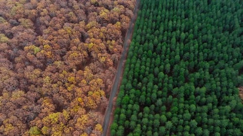 A car crossing through Foloi oak forest road during fall, Nature trees contrast, Drone shot