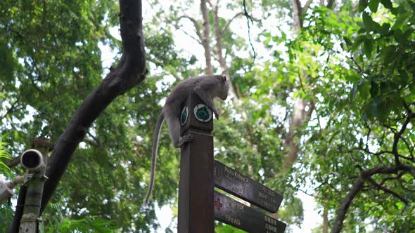 Long Tailed slides down the wooden post,Ubud,Monkey Forest., Nature ...