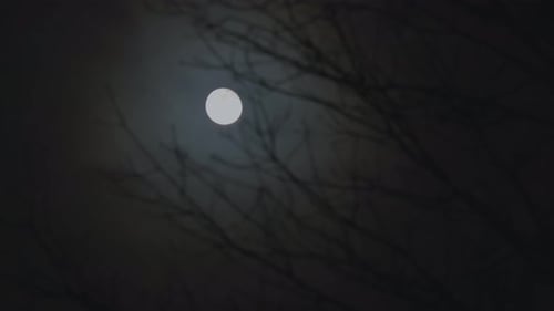 Full Moon Through Silhouetted Bare Tree Branches at Night