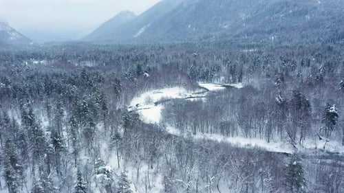 Beautiful snow scene forest in winter. Flying over of pine trees covered with snow.