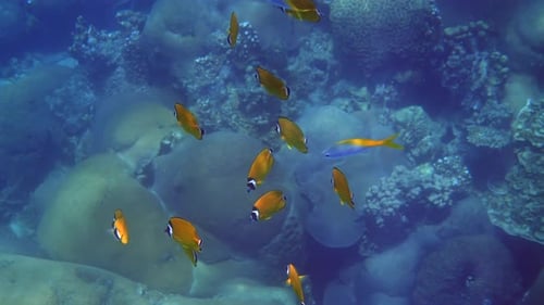 Dive Into the Mesmerizing World of the Underwater Reef