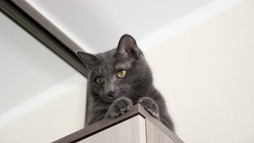 Close Up of Gray Cat Playing with Toy