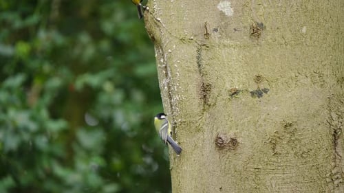 Great tit resting on pale tree trunk with bark and feather detail
