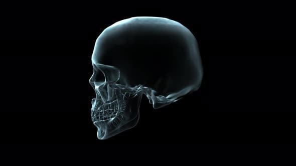 3D medical animation of a skull rotating - Loop, Backgrounds Motion ...