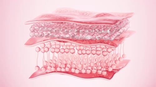 Human skin layer and skin cells.Used for cosmetics advertisements. 3d rendering.