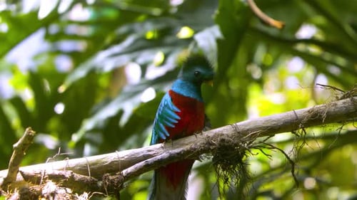 A Quetzal landing on a tree branch